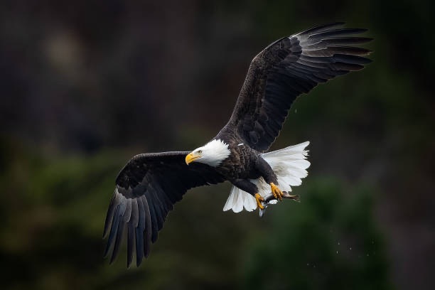 I’m An Eagle, I Don’t Lead Or&nbsp;Follow.